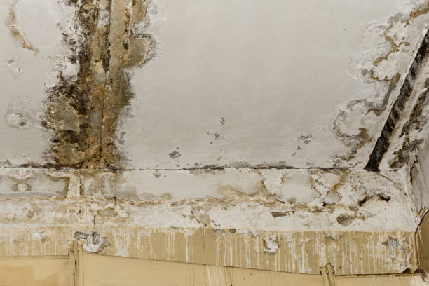 Best Airborne Mold Testing  in Oaklyn, NJ
