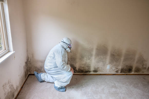 Mold Odor Removal Services in Oaklyn, NJ