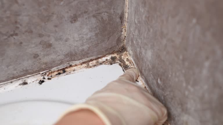 Best Airborne Mold Testing  in Oaklyn, NJ